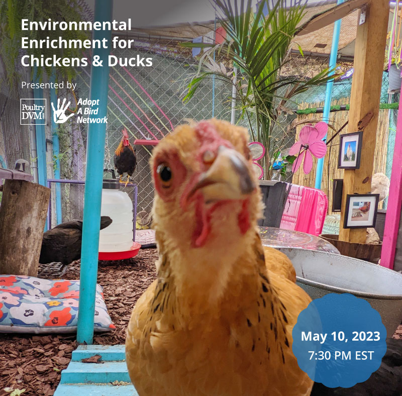 Environmental Enrichment for Chickens and Ducks image preview