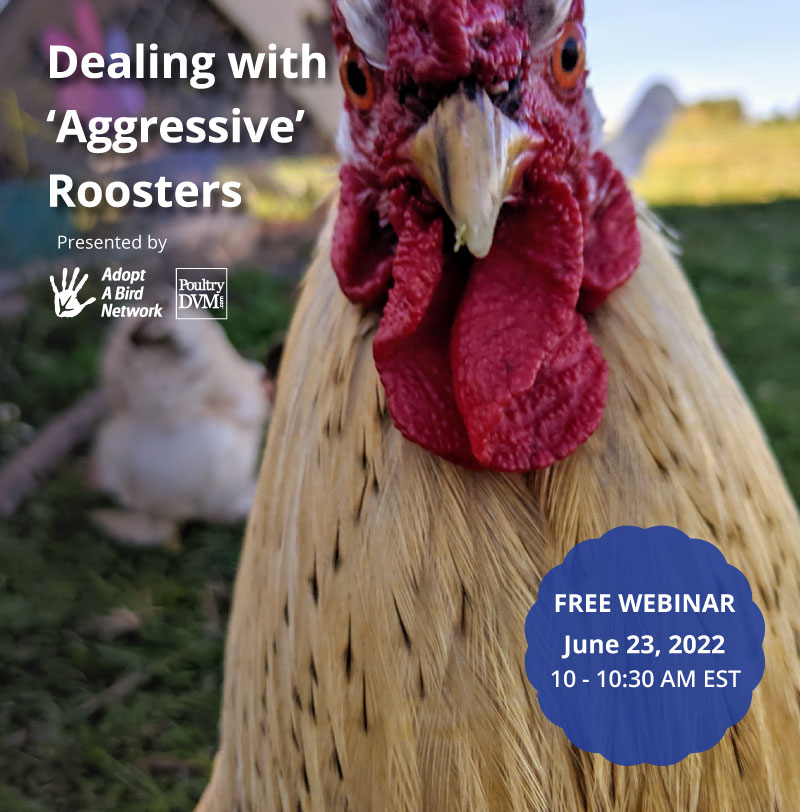 Dealing with 'Aggressive' Roosters image preview