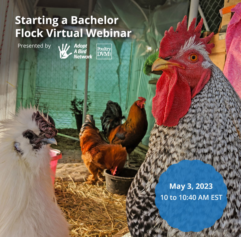 Starting a Bachelor Flock image preview