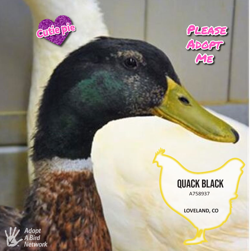 Quack Black photo