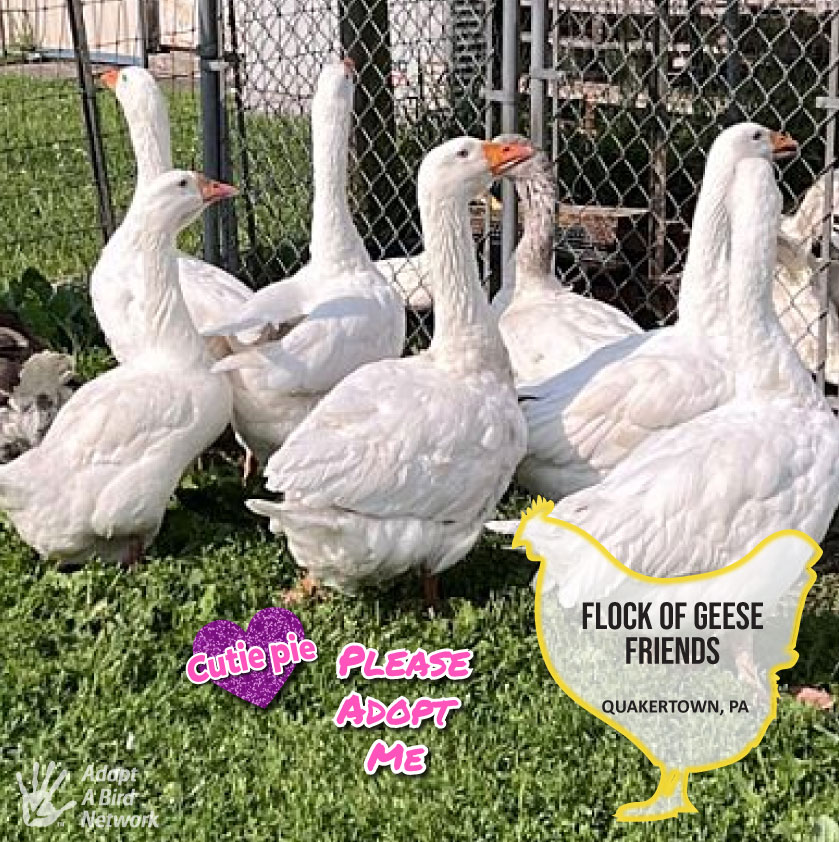 Geese friends photo