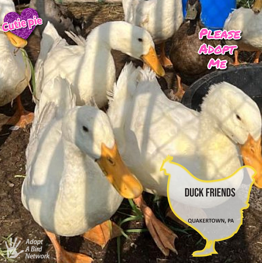 Duck friends photo